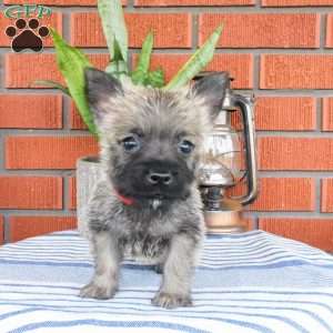 Asher, Cairn Terrier Puppy