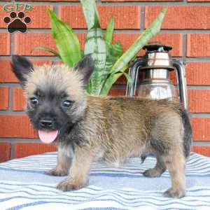 Archie, Cairn Terrier Puppy