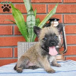 Archie, Cairn Terrier Puppy