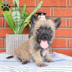 Archie, Cairn Terrier Puppy