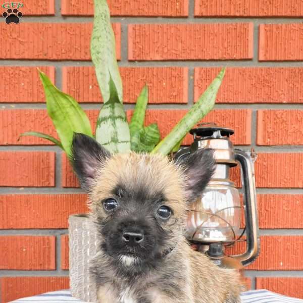 Archie, Cairn Terrier Puppy