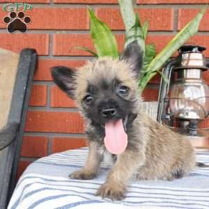 Archie, Cairn Terrier Puppy