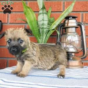 Abby, Cairn Terrier Puppy