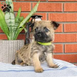 Abby, Cairn Terrier Puppy