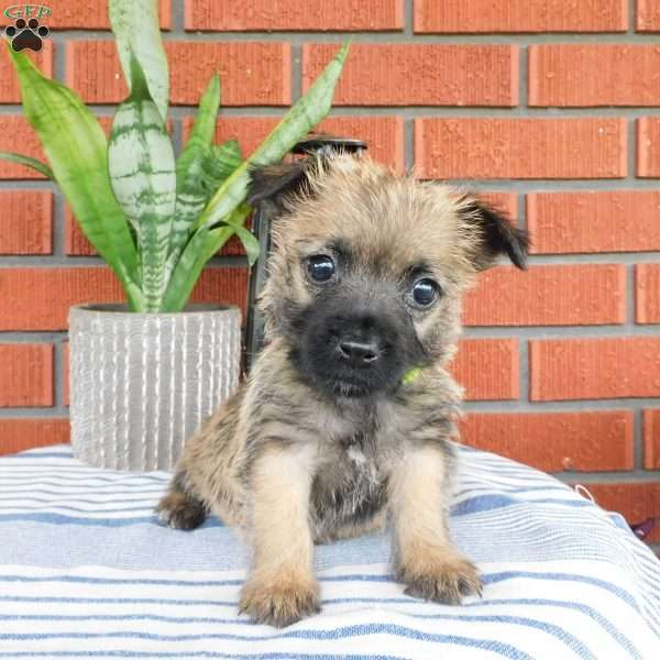 Abby, Cairn Terrier Puppy
