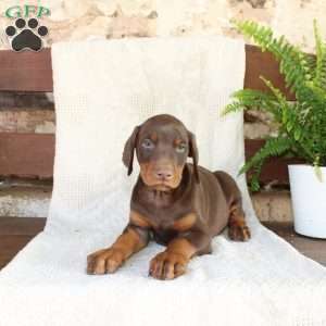 Scotty, Doberman Pinscher Puppy
