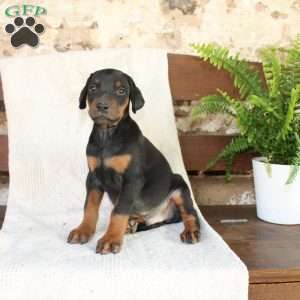 Spot, Doberman Pinscher Puppy