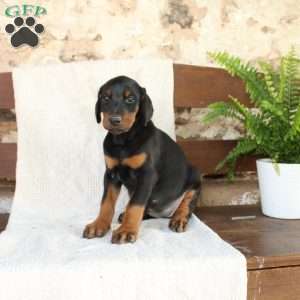 Sheila, Doberman Pinscher Puppy
