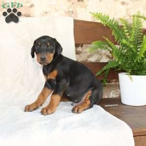 Simba, Doberman Pinscher Puppy