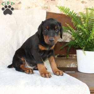 Sparky, Doberman Pinscher Puppy