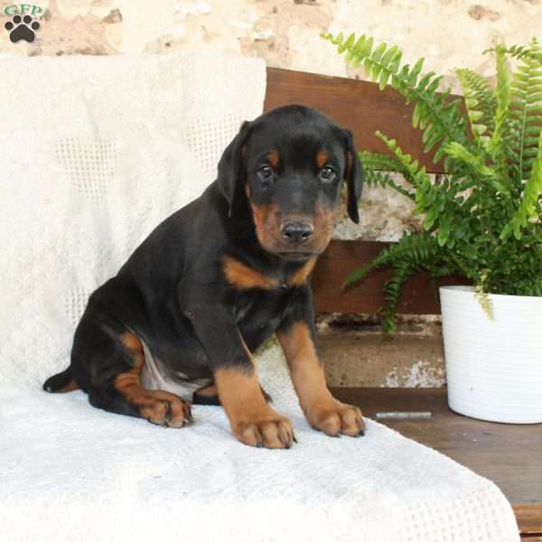 Sparky, Doberman Pinscher Puppy