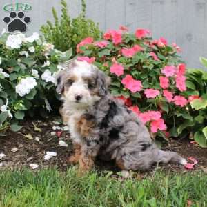 Harmony, Mini Bernedoodle Puppy