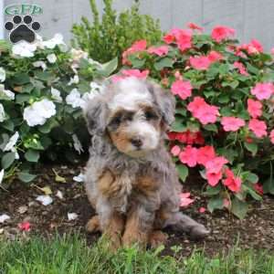 Heather, Mini Bernedoodle Puppy