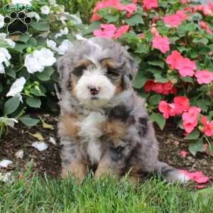 Heidi, Mini Bernedoodle Puppy