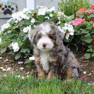 Hunter, Mini Bernedoodle Puppy
