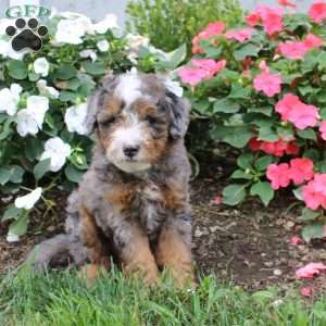 Hayes, Mini Bernedoodle Puppy