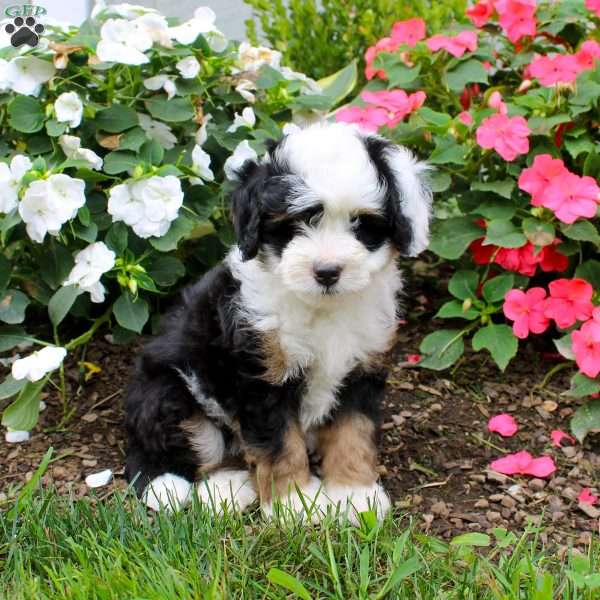 Hudson, Mini Bernedoodle Puppy