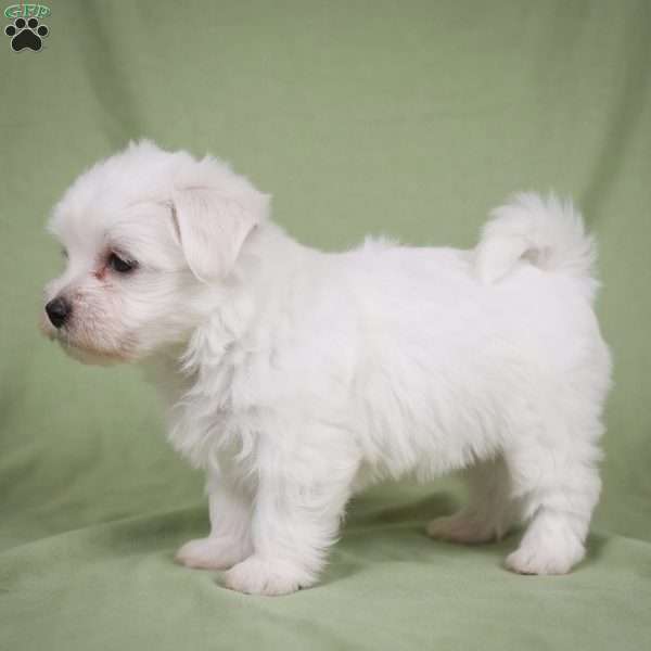 Fredy, Maltese Puppy