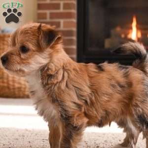 Benji, Morkie / Yorktese Puppy