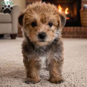 Jasper, Morkie / Yorktese Puppy