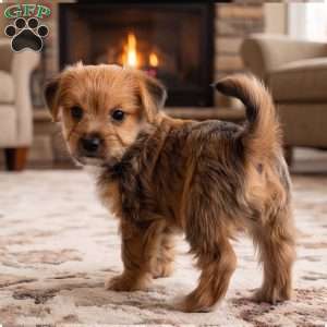 Riley, Morkie / Yorktese Puppy