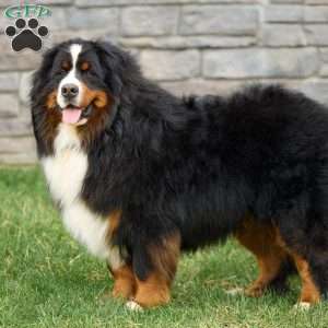 OAKLEY, Bernese Mountain Dog Puppy