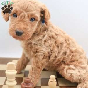 Koda, Mini Labradoodle Puppy