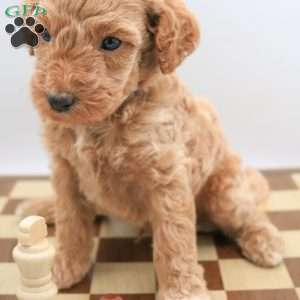 Koda, Mini Labradoodle Puppy