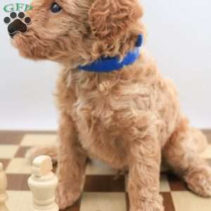 Koda, Mini Labradoodle Puppy