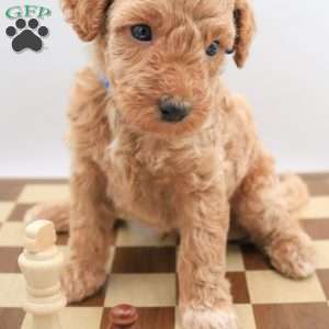 Koda, Mini Labradoodle Puppy