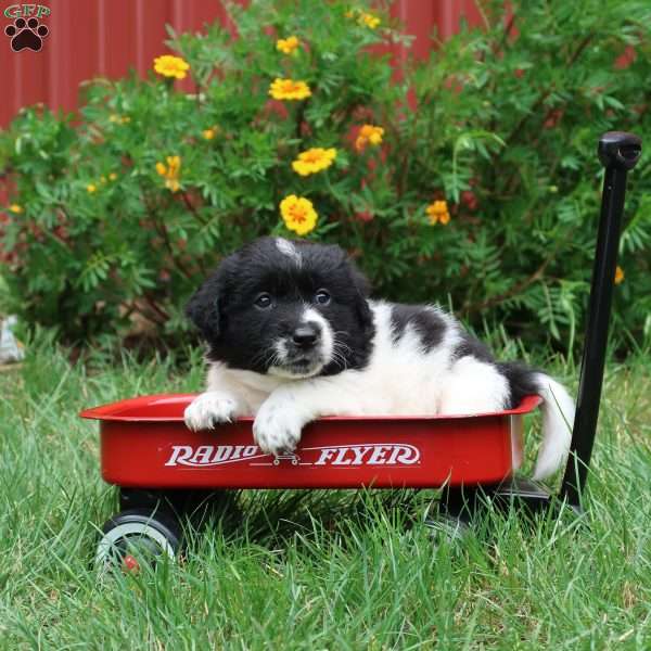 Cody, American Eskimo Mix Puppy