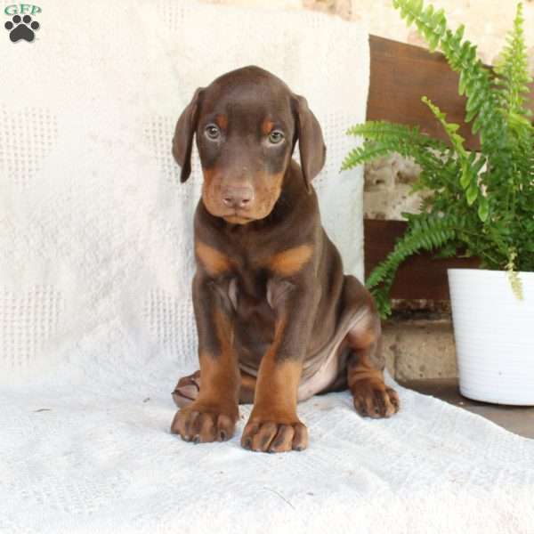 Scotty, Doberman Pinscher Puppy