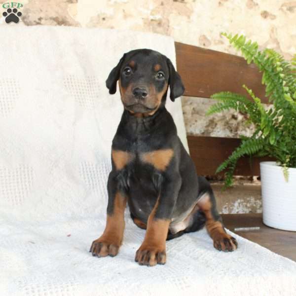 Spot, Doberman Pinscher Puppy