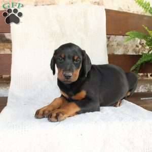 Sheila, Doberman Pinscher Puppy