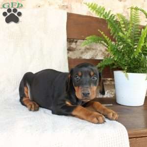 Simba, Doberman Pinscher Puppy