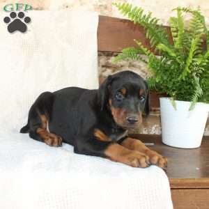 Sparky, Doberman Pinscher Puppy