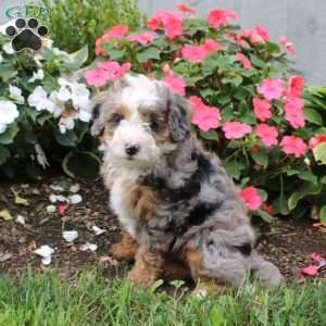 Harmony, Mini Bernedoodle Puppy