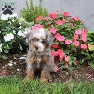 Heather, Mini Bernedoodle Puppy