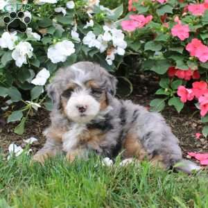 Heidi, Mini Bernedoodle Puppy