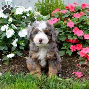 Hunter, Mini Bernedoodle Puppy
