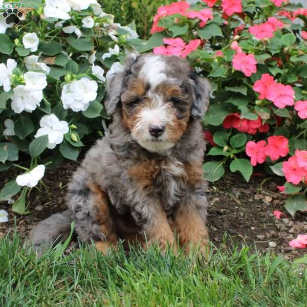 Hayes, Mini Bernedoodle Puppy