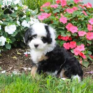 Hudson, Mini Bernedoodle Puppy