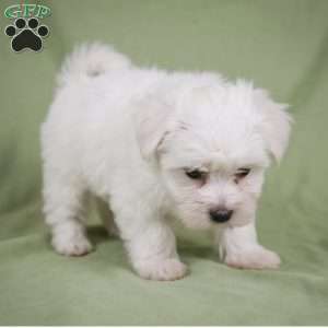 Fredy, Maltese Puppy