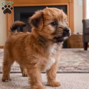 Ace, Morkie / Yorktese Puppy