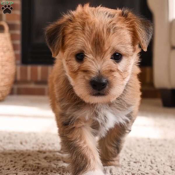 Benji, Morkie / Yorktese Puppy