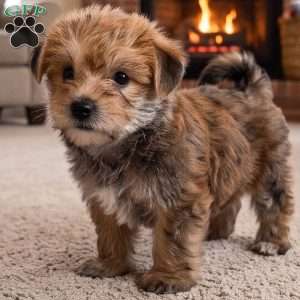 Jasper, Morkie / Yorktese Puppy