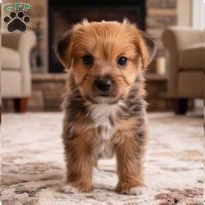 Riley, Morkie / Yorktese Puppy