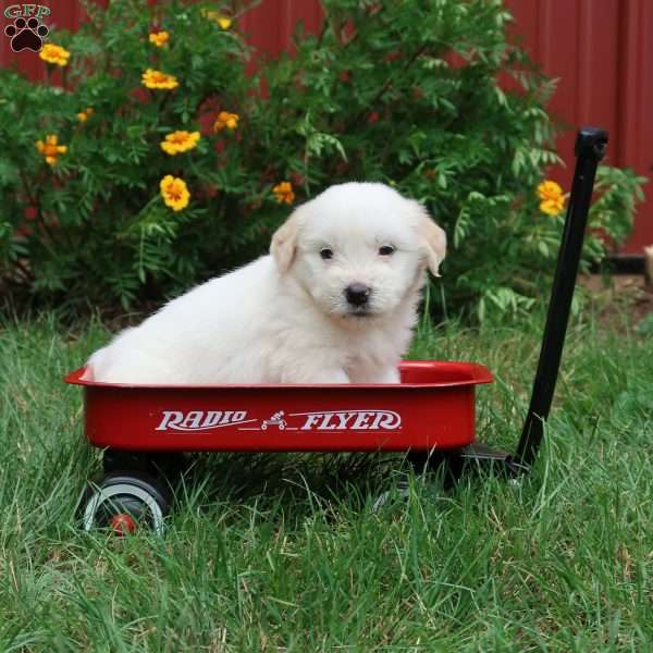 Cindy, American Eskimo Mix Puppy