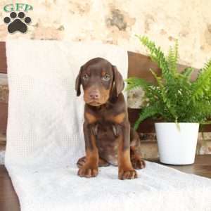 Scotty, Doberman Pinscher Puppy