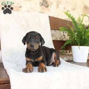 Spot, Doberman Pinscher Puppy